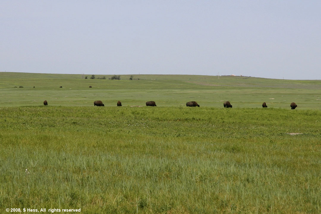 Buffalo on the grasslands